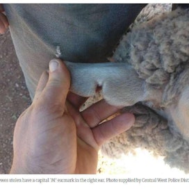 Australian poliisi on jakanut tietoa kadonneiden lampaiden korva- ja muista merkeistä ja pyytää kaikkia asiasta tietäviä ottamaan yhteyttä.