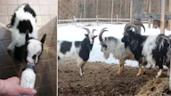 Chico kasvoi ”tuttipullovauvana” Kustavissa. Nyt sillä on virka ja loppuelämän koti Paltamossa. Oikealla vanhemmat virkaveljet Elvis ja Rocky.