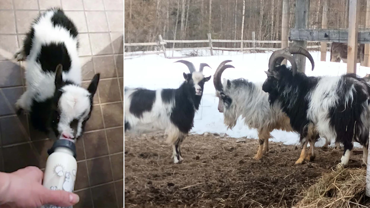 Chico kasvoi ”tuttipullovauvana” Kustavissa. Nyt sillä on virka ja loppuelämän koti Paltamossa. Oikealla vanhemmat virkaveljet Elvis ja Rocky.