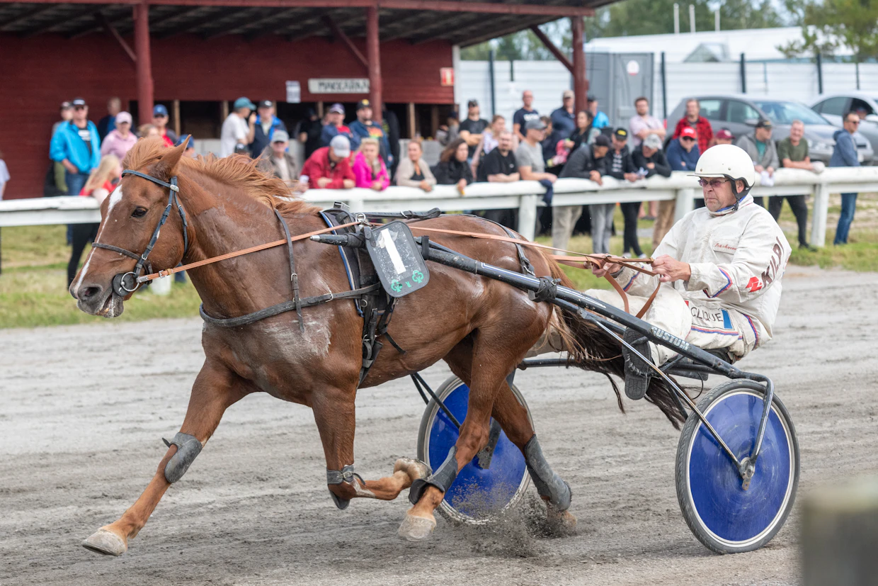 Pertti Mannisen viime aikojen kilpakumppanina on ollut Mintino. 15-vuotiaan tamman kilpailuoikeus päättyy vuoden lopussa, ja Mannisen raviuran jatko onkin toistaiseksi epävarmaa.