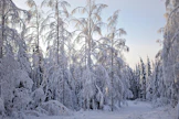 Rahastot ovat ostaneet metsiä eri puolilta Suomea. Kauppa on käynyt vilkkaana ja metsän hinta on noussut viime vuosina.
