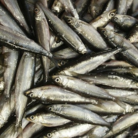 Muikku on Suomen sisävesien kaupallisesti tärkein kala.