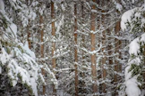 Yli kolmasosa metsänomistajista ei myisi metsätilaansa perheen ulkopuolisille mistään hinnasta.