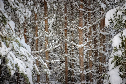 Suomalainen metsänomistaja 2020 - Maaseudun Tulevaisuus