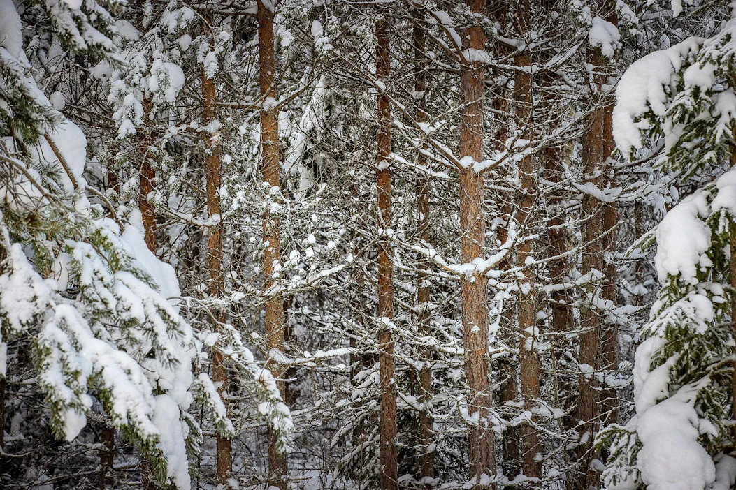Yli kolmasosa metsänomistajista ei myisi metsätilaansa perheen ulkopuolisille mistään hinnasta.