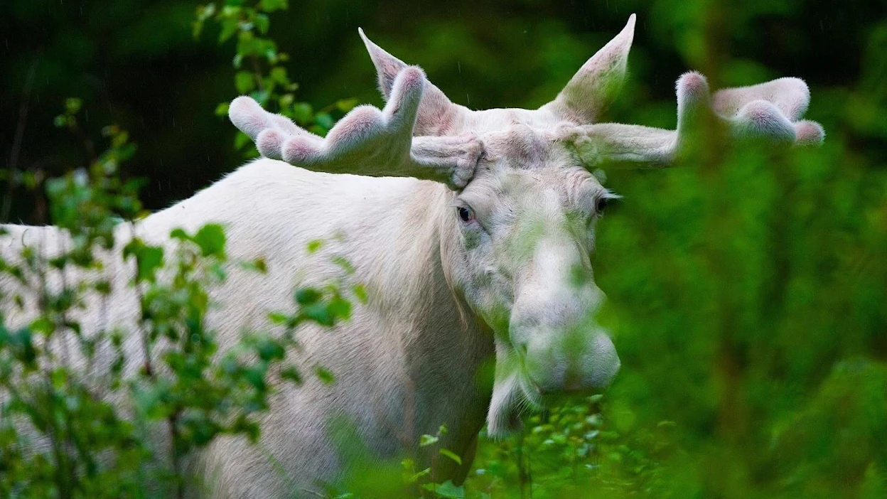 Kuuluisuus ja huono käytös oli koitua valkoisen ruotsalaishirven kohtaloksi.
