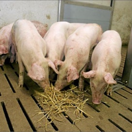 Samanlainen sika voi olla kahdelle tuottajalle jopa 36 euron verran eriarvoinen. Jaana Kankaanpää