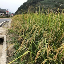 Getangin kylässä riisinviljelyn otti haltuun pari vuotta sitten yhtiö, joka vuokrasi pellot. Viime vuonna se alkoi myydä riisiä netissä Alibaban Taobao-sivustolla.