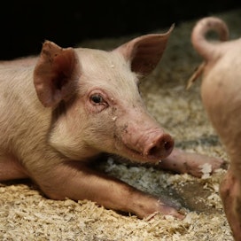 EU-maissa sikojen määrä oli joulukuussa prosentin edellistä vuotta pienempi.