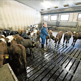 Vasmo Oy ottaa vasikat sisään kolmeviikkoisina ja kasvattaa ne neljän kuukauden ikäisiksi. Riikka Peltokangas puhdistaa ritilöitä. Esko Keski-Vähälä