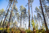 Yhteismetsiä, joiden osuuksista yli puolet on muiden kuin luonnollisten henkilöiden ja kuolinpesien omistuksessa, on Maanmittauslaitoksen mukaan 12. Näistä 1–2 on metsärahastojen omistuksessa.