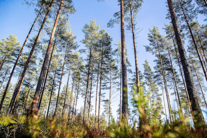Yhteismetsiä, joiden osuuksista yli puolet on muiden kuin luonnollisten henkilöiden ja kuolinpesien omistuksessa, on Maanmittauslaitoksen mukaan 12. Näistä 1–2 on metsärahastojen omistuksessa.