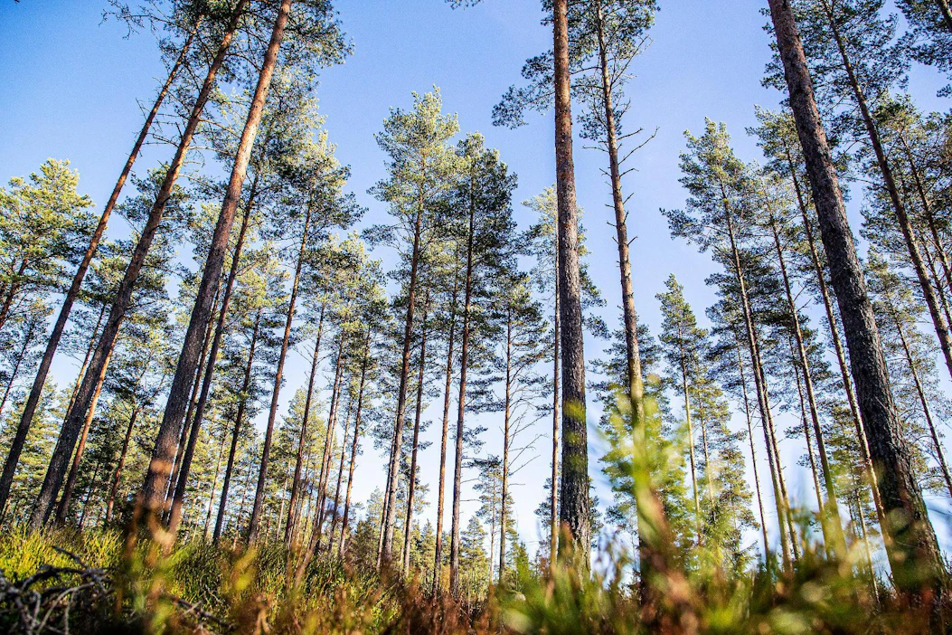 Yhteismetsiä, joiden osuuksista yli puolet on muiden kuin luonnollisten henkilöiden ja kuolinpesien omistuksessa, on Maanmittauslaitoksen mukaan 12. Näistä 1–2 on metsärahastojen omistuksessa.