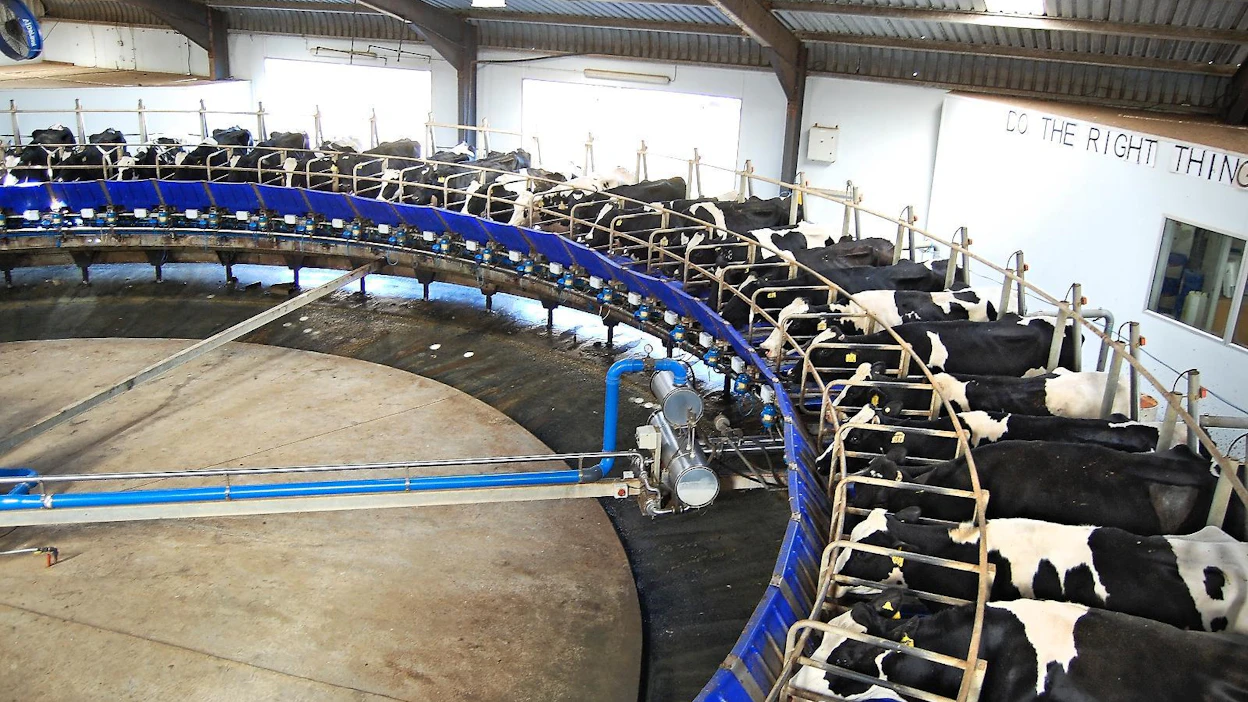 Etelä-Afrikan keskikarjakoko on maailman suurimpia. Kapkaupungin kupeessa sijaitseva Fair Cape Dairies on nykyaikaisen tehotuotantotilan malliesimerkki: 64-paikkainen karuselli pyörii 15 tuntia päivässä.