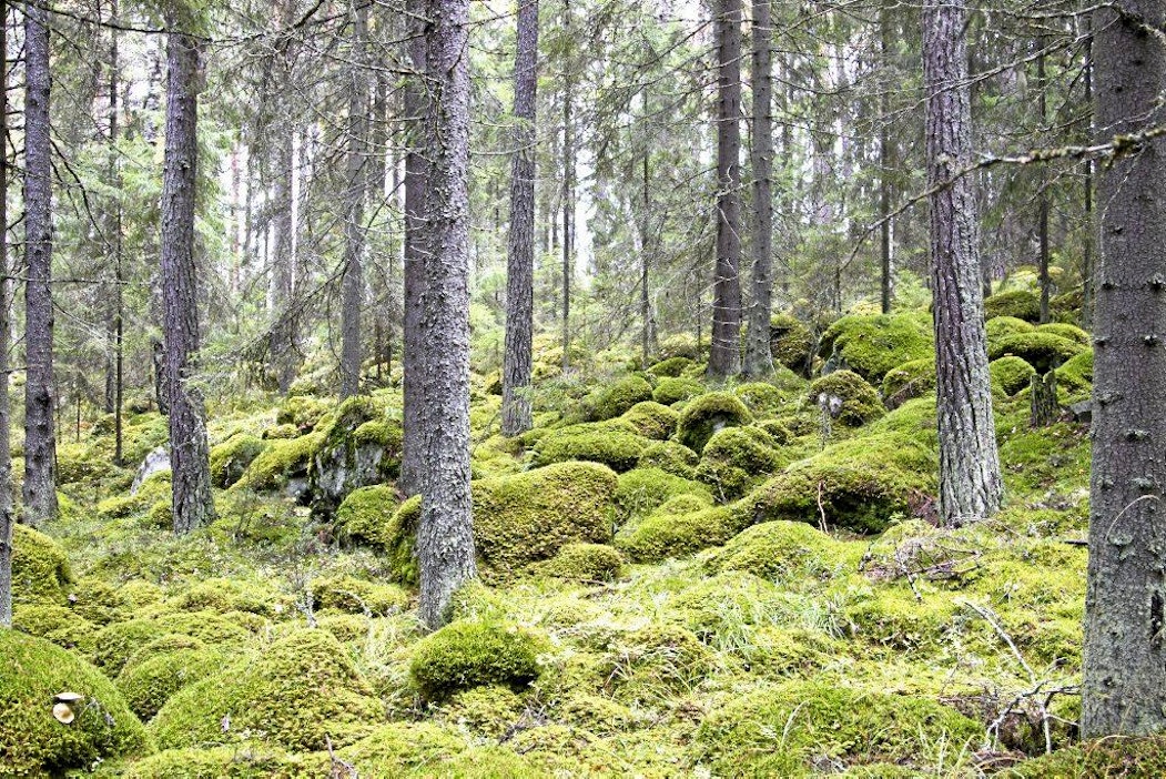Metso monimuotoisuuskohteita Seppo ja Airi Saaren suojelema kuusikko sammal