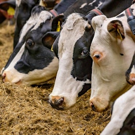 Maitotuotteiden kysyntä kasvaa maailmanlaajuisesti eikä tuotanto kasva samaa tahtia, mikä on nostanut tuottajahintoja kaikissa isoissa tuottajamaissa, myös EU:ssa.
