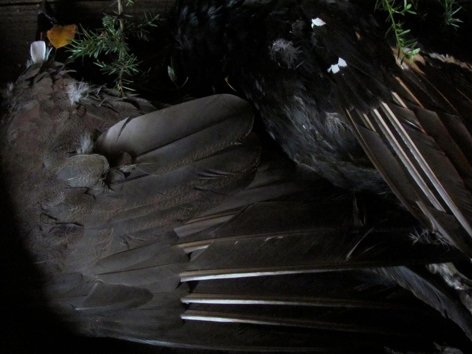 Pohjanpystykorva Netta saa videolla metson haukkuun.