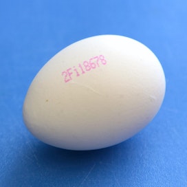 Valkoinen muna suorastaan huutaa väriä pintaansa.