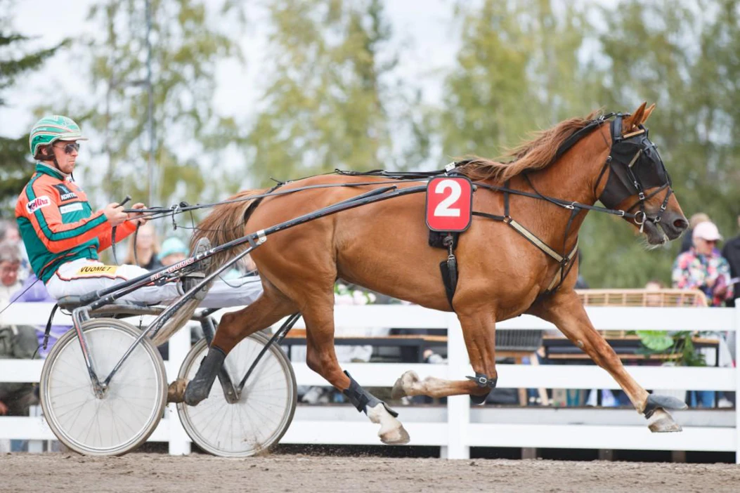 Helätin-ajossa kisaava Hetviina palaa tositoimiin Seinäjoen kuningatarkisan jälkeen. Antti Tupamäen tammatähti on vihjesysteemin kolmas kurkihirsi.