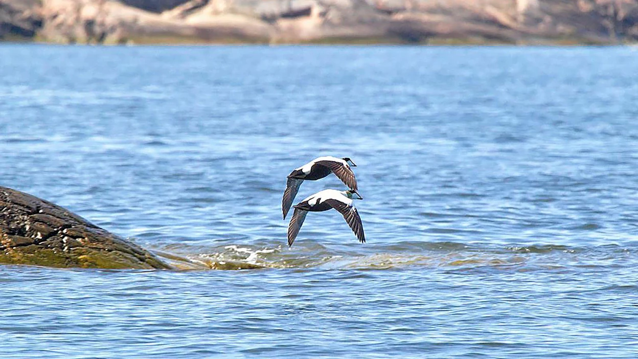 Haahkat pariutuvat talvehtimisalueilla ennen kuin saapuvat keväällä Suomeen. Kun haudonta on alkanut, poistuu koiras pesimisalueelta, eikä osallistu poikasten hoitoon. Koiraat lähtevät muuttomatkalle Tanskaan tai sulkimisalueille ulkomerelle.