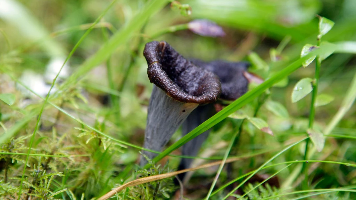 Muun muassa mustatorvisieni sopii kuivattavaksi, niin säilyvät hyvin sienen maku- ja ravintoaineet.