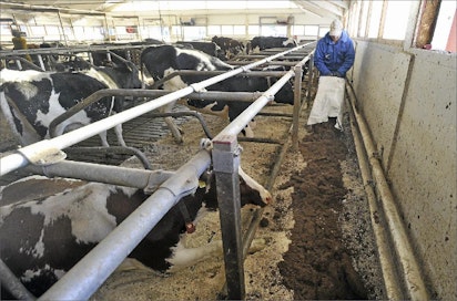 Ilpo Marttinen kuivittaa nyt lypsykarjansa virolaisen turpeen ja suomalaisenkutterin seoksella. ”Kuulemma turpeen saatavuus on Virossakin heikkenemässä.” Antero Teittinen