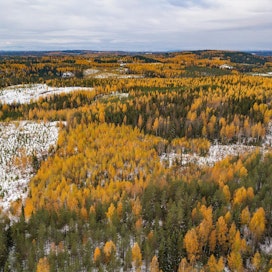 Suomen metsien tulevaan käyttöön vaikuttava lulucf-vääntö jatkuu EU:ssa.