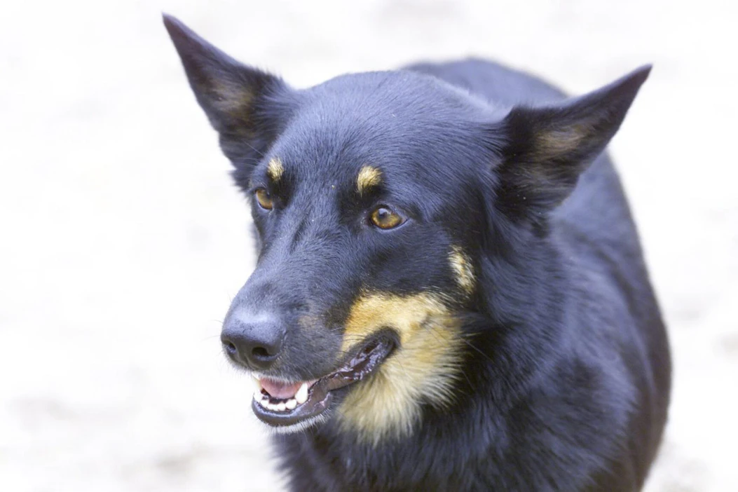 Kelpie on jakautunut voimakkaasti kahteen linjaan. Working kelpietä jalostetaan paimennusominaisuuksien perusteella, kun taas australiankelpie on harrastus- ja näyttelykoira.
