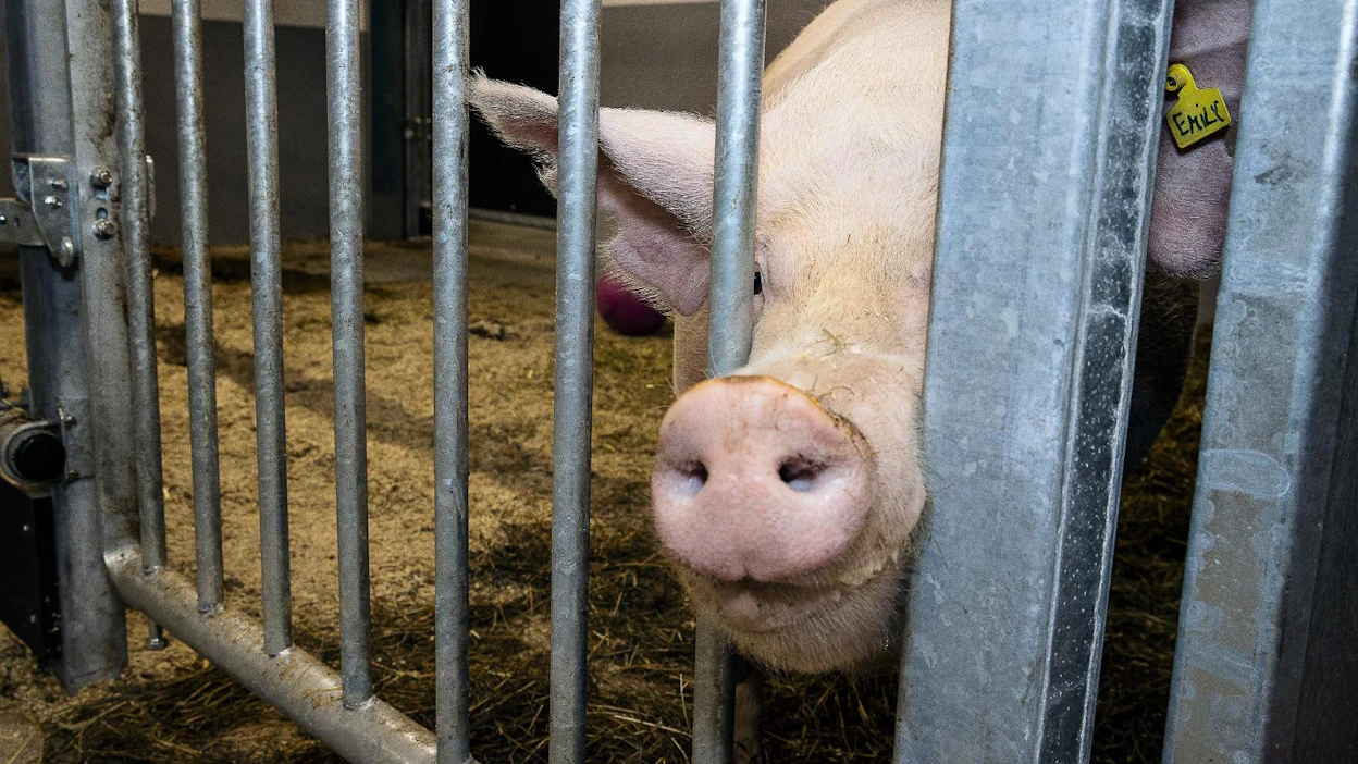 Euroopassa antibioottien käyttö kasvunedistäjinä kiellettiin jo vuonna 2006, mutta joissain maissa on edelleen sallittua käyttää antibiootteja varmuuden vuoksi.