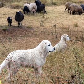 Laumanvartijakoira tulee sosiaalistaa kotieläimiin jo pennusta lähtien, jotta koira oppii kunnioittamaan laumaansa ja ansaitsemaan niiden luottamuksen. Maksi (edessä) ja Bea ovat hyvää pataa lampaiden kanssa.