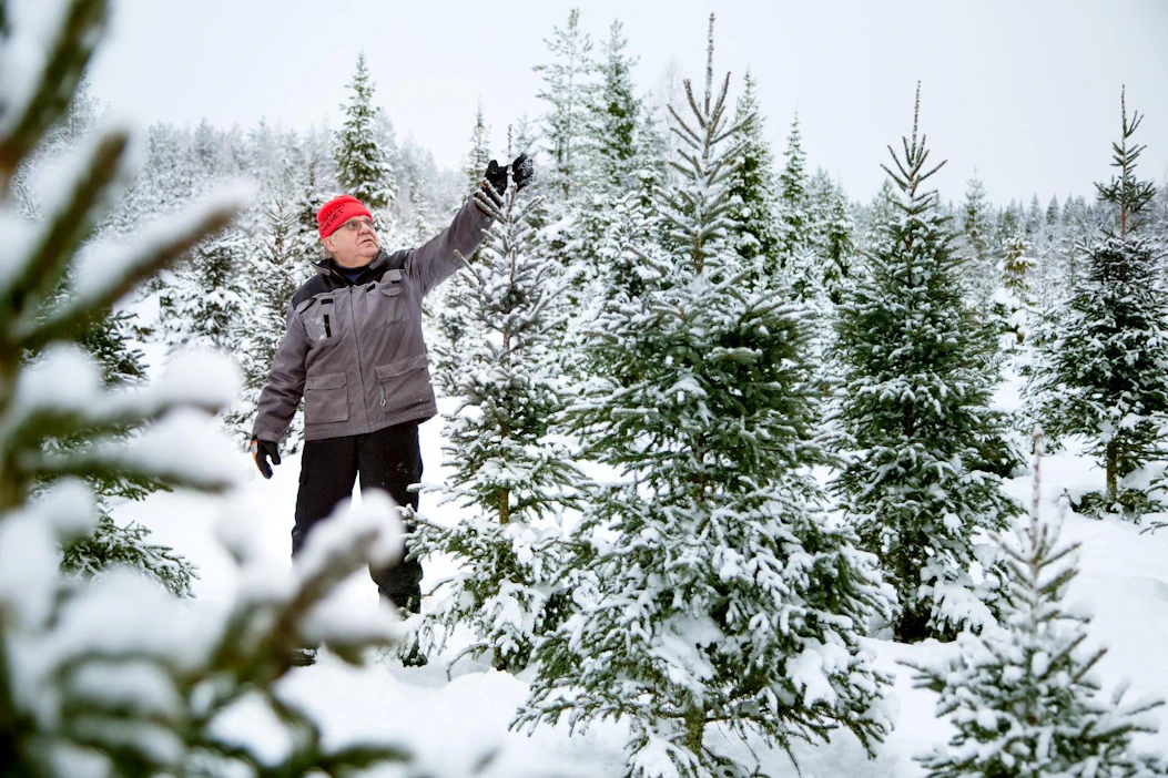 ”Suomalainen haluaa kapean ja kartion mallisen joulukuusen. Yleisin kuusen pituus on 2–2,2 metriä", kuvailee Asko Tolonen suomalaisten mieltymyksiä.