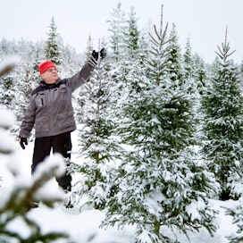 ”Suomalainen haluaa kapean ja kartion mallisen joulukuusen. Yleisin kuusen pituus on 2–2,2 metriä&quot;, kuvailee Asko Tolonen suomalaisten mieltymyksiä.