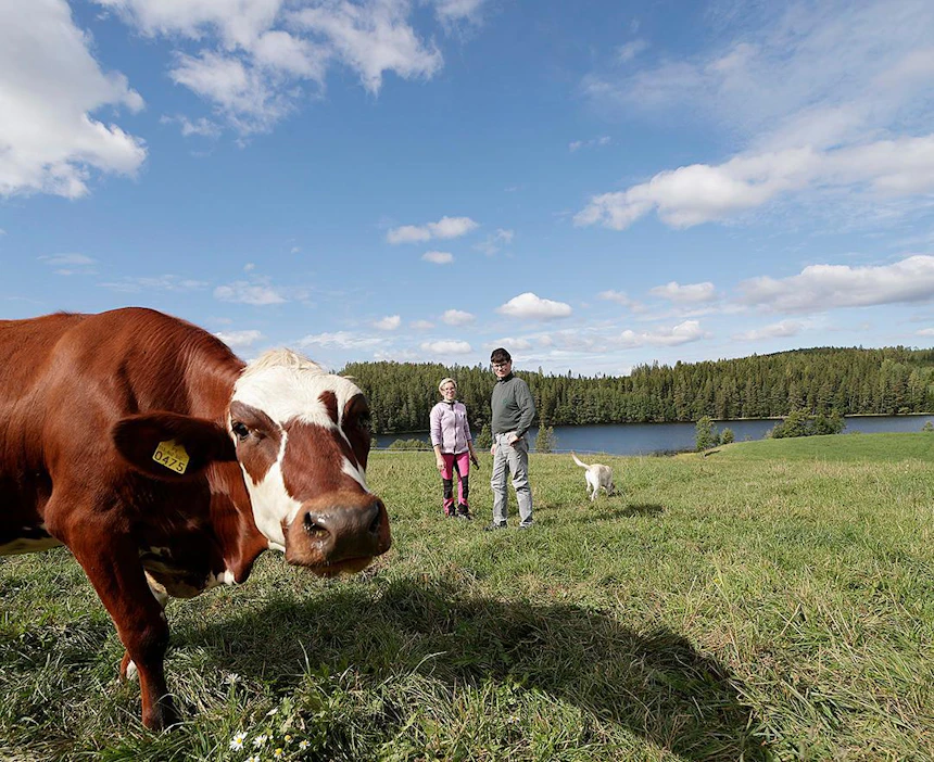 Rinsessa-lehmä ja Karkki-koira paistattelivat aurinkoista kesäpäivää Jari ja Heidi Ahvenuksen kanssa Jyväskylän Korpilahdella.