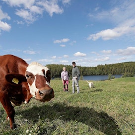 Rinsessa-lehmä ja Karkki-koira paistattelivat aurinkoista kesäpäivää Jari ja Heidi Ahvenuksen kanssa Jyväskylän Korpilahdella.