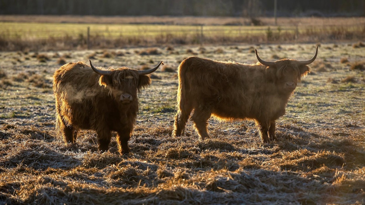 Ylämaankarjaa turvepellolla laiduntamassa.