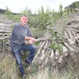 Lannoitusta poppeli ei ole tarvinnut, Josef Heigl kertoo. Viime talvena korjattu puusato on kuivunut kasoissa peltotien varressa kesän ajan.