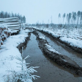 Metsäpohjat ja tieverkosto ovat laajoilla alueilla runsaiden sateiden pehmittämiä. Pahin tilanne on Etelä-Suomessa. Helppoa ei ole Itä-Suomessakaan, missä lumen alla on sula ja vetinen maa. Kuva on otettu viime viikolla Paimiossa.