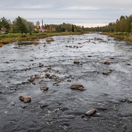 Suomessa rahoitusta saa jokihelmisimpukan elinympäristöä kehittävä hanke.