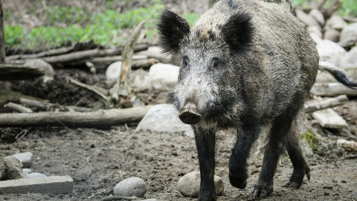 Villisian pyynti vaatii taitoa ja kokemusta, lukija muistuttaa.