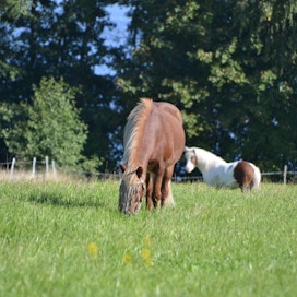 Laidunnus ja lihomisen ehkäisevä liikunta ovat tehokkainta hoitoa hevosen suolistolle. Ne ennaltaehkäisevät hiekansyöntiä ja siitä johtuvia ongelmia.