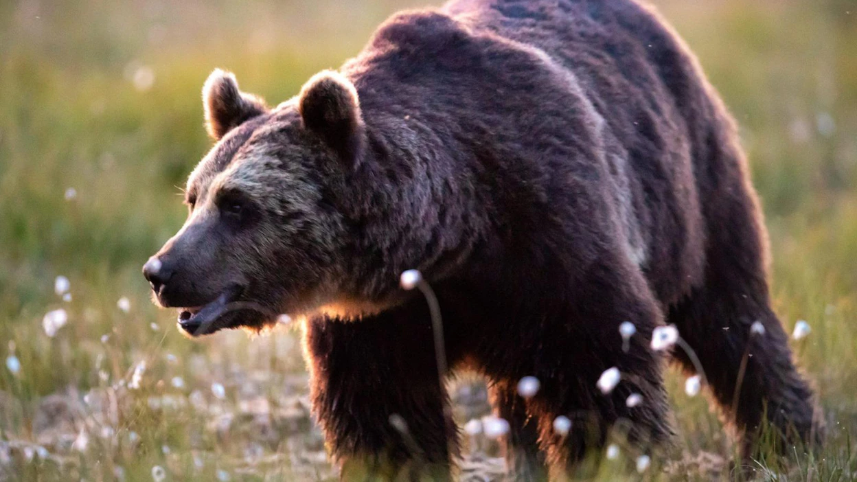 Viimeisen kahden vuoden aikana Itä-Suomessa on poliisin mukaan jäänyt pienpetorautaan tiettävästi kolme karhua. Kuvan karhu on kuvattu toissa kesänä Kuhmossa, eikä liity tapauksiin. LEHTIKUVA / ANNI REENPÄÄ