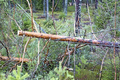 Myrskytuho Puita sähkölinjalla
