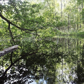 Salon Teijoon tulee 3 500 hehtaarin kansallispuisto. Metsätalouskäytössä alueesta on nykyisin 1 000 hehtaaria. Hakkuut ovat olleet selvityksen ajan jäissä ja nyt suunnitelmista luovutaan. Saara Olkkonen