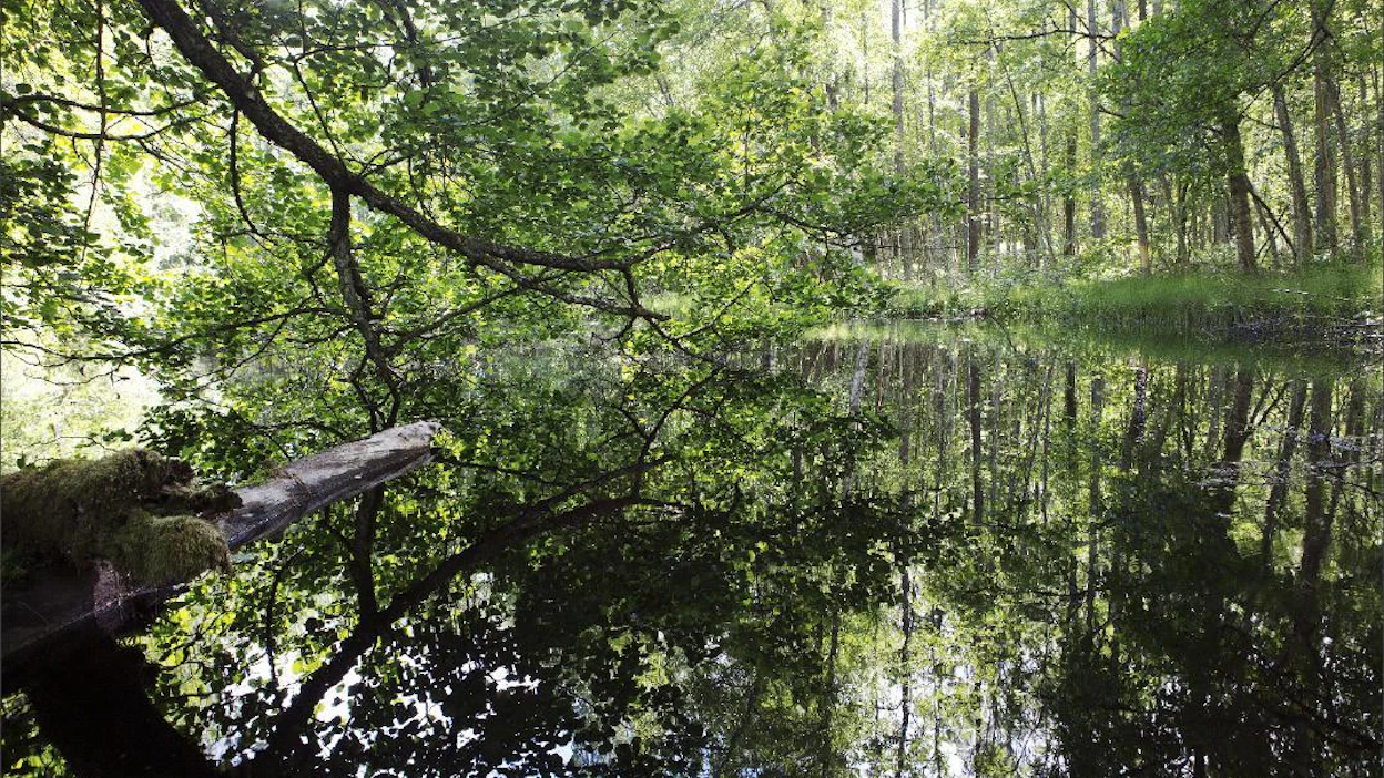 Salon Teijoon tulee 3 500 hehtaarin kansallispuisto. Metsätalouskäytössä alueesta on nykyisin 1 000 hehtaaria. Hakkuut ovat olleet selvityksen ajan jäissä ja nyt suunnitelmista luovutaan. Saara Olkkonen