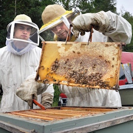 Markus ja Matti Ruusunen tarhaavat mehiläisiä Porissa.