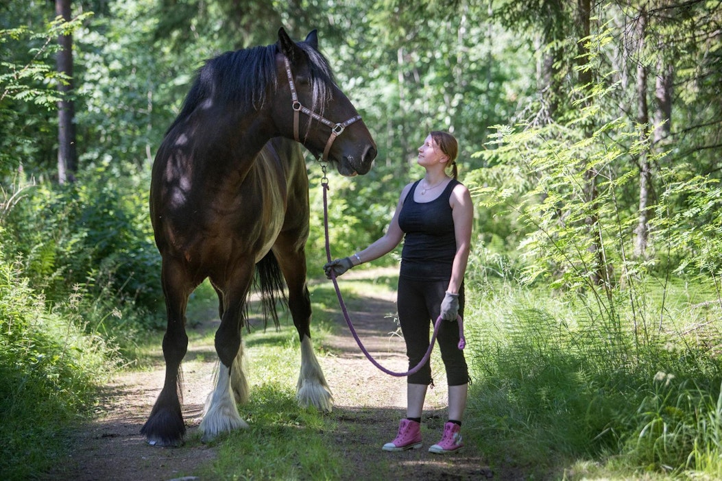 Kotiseudun ylpeys: Amanda on liki kaksi metriä korkea ja sen kavio on  ruokalautasen kokoinen - MT Hevoset - Maaseudun Tulevaisuus