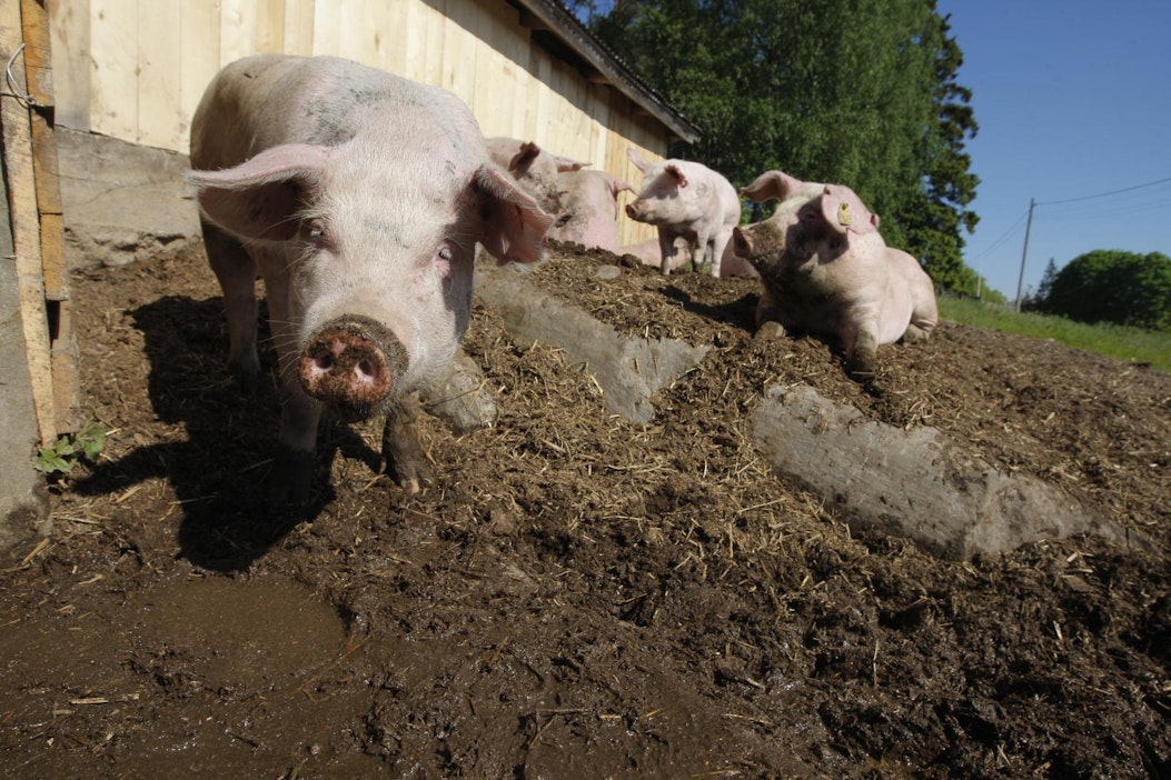 Ulkoilevia sikoja. Kuvan siat eivät liity juttuun.