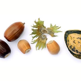 Tammenterhotkin luokitellaan pähkinöihin kuuluviksi. Terhot kuvassa vasemmalla, pähkinäpensaan villit hasselpähkinät keskellä ja japaninjalopähkinän hedelmä oikealla. Kaikki häviävät äkkiä oravien ja pähkinähakkien suihin.