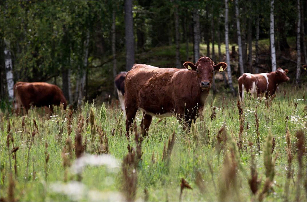Monipuolinen kasvusto on hyvä suoja hellettä vastaan. Laidun maittaa somerolaisen Mäntylän tilan hiehoille. Ville-Petteri Määttä