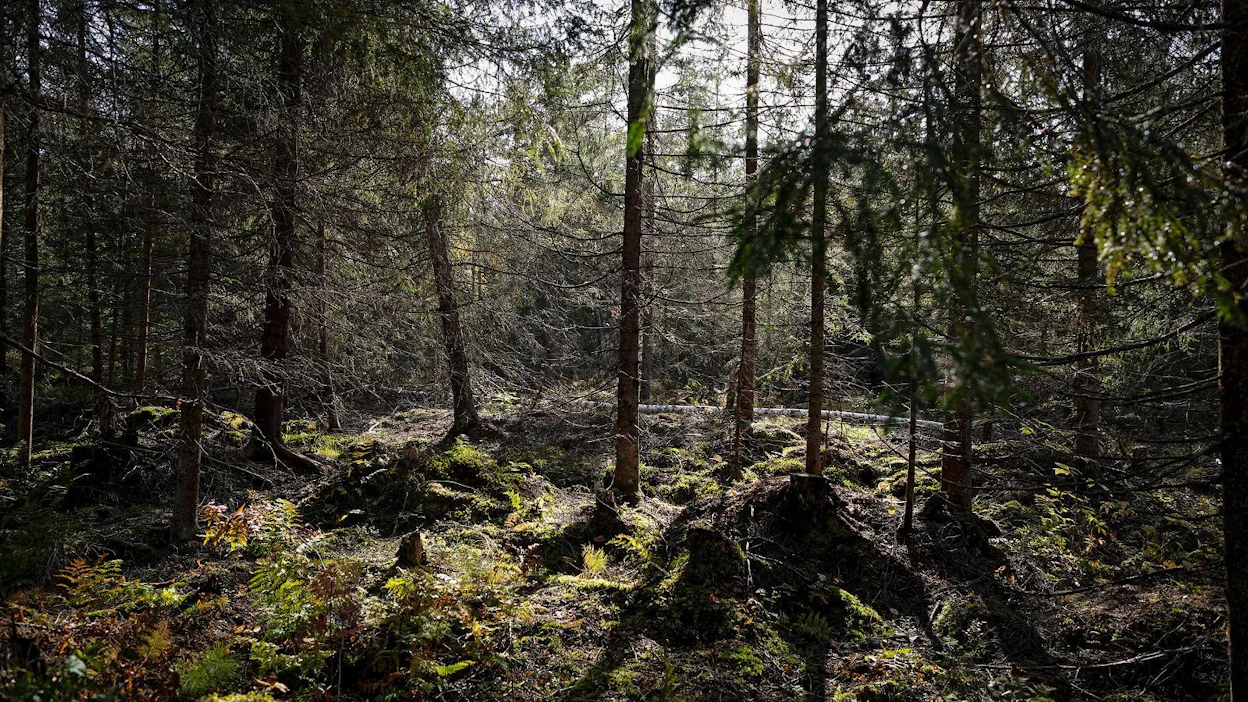 Toteutuessaan taksonomiaesitys tietää Euroopan metsänomistajille ylimääräisiä haasteita ja vaivannäköä.